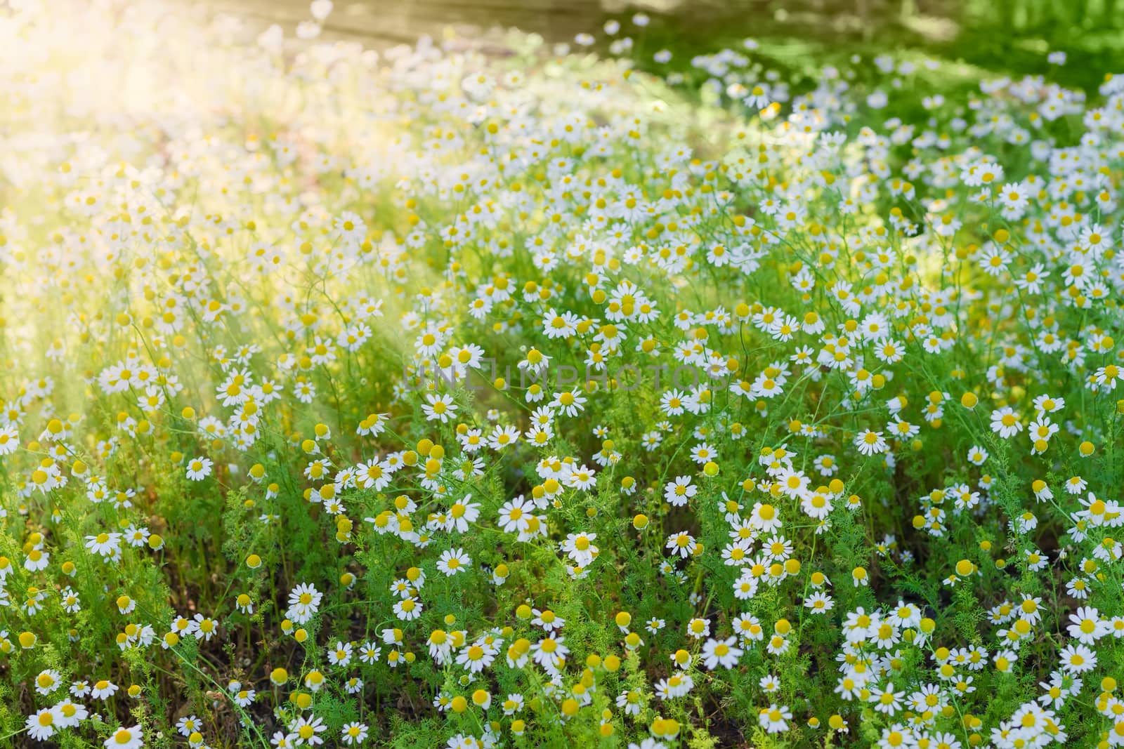 Background of the chamomiles on a meadow  closeup in the sun beams during sunrise
