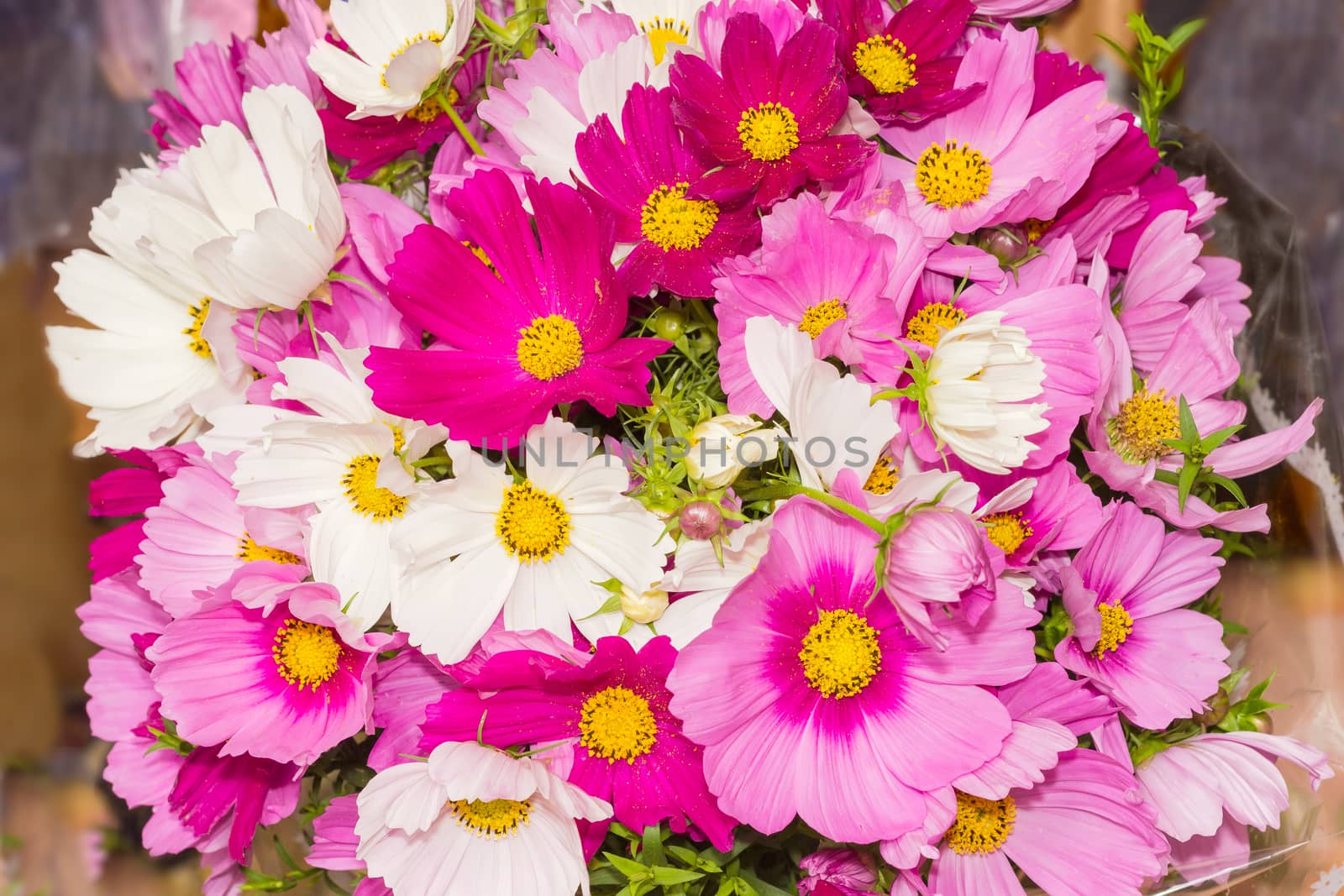 Top view of the bouquet of a cosmos flowers different colors closeup
