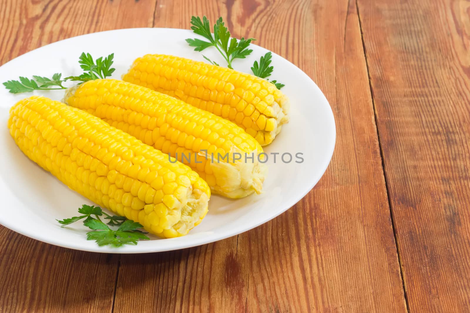 Fragment of white dish with three boiled whole ears of the sweet corn decorated with parsley twigs closeup on an old wooden surface
