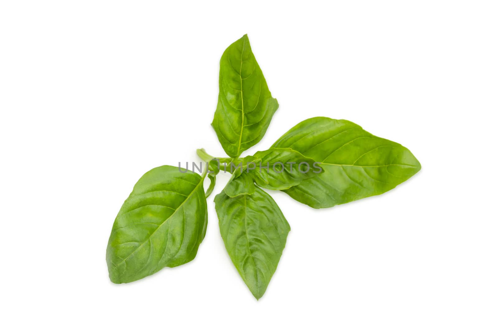 Twig of the freshly picked out green basil closeup on a light background 
