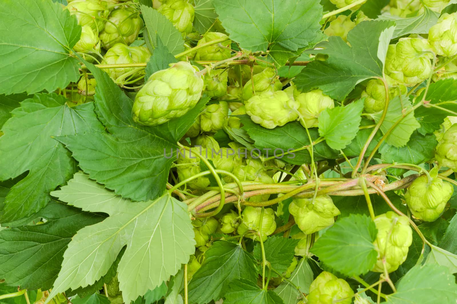 Background of the intertwined branches of hops with leaves and seed cones
