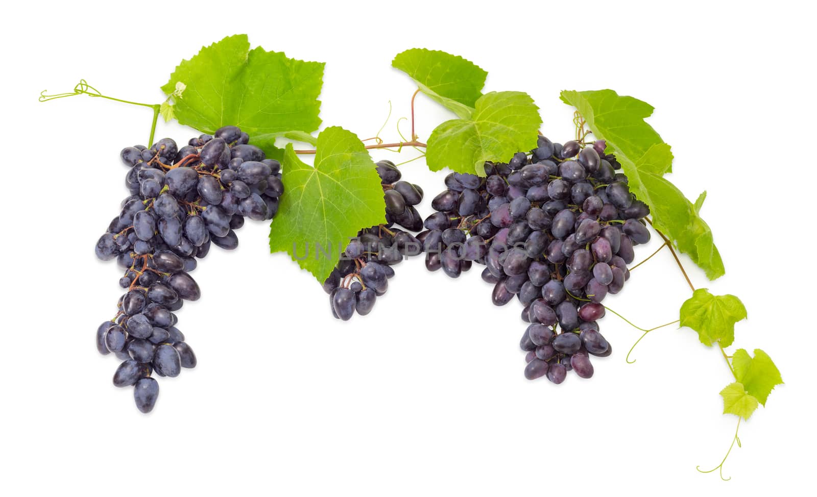 Clusters of the ripe blue table grapes on the vine with leaves and tendrils on a white background
