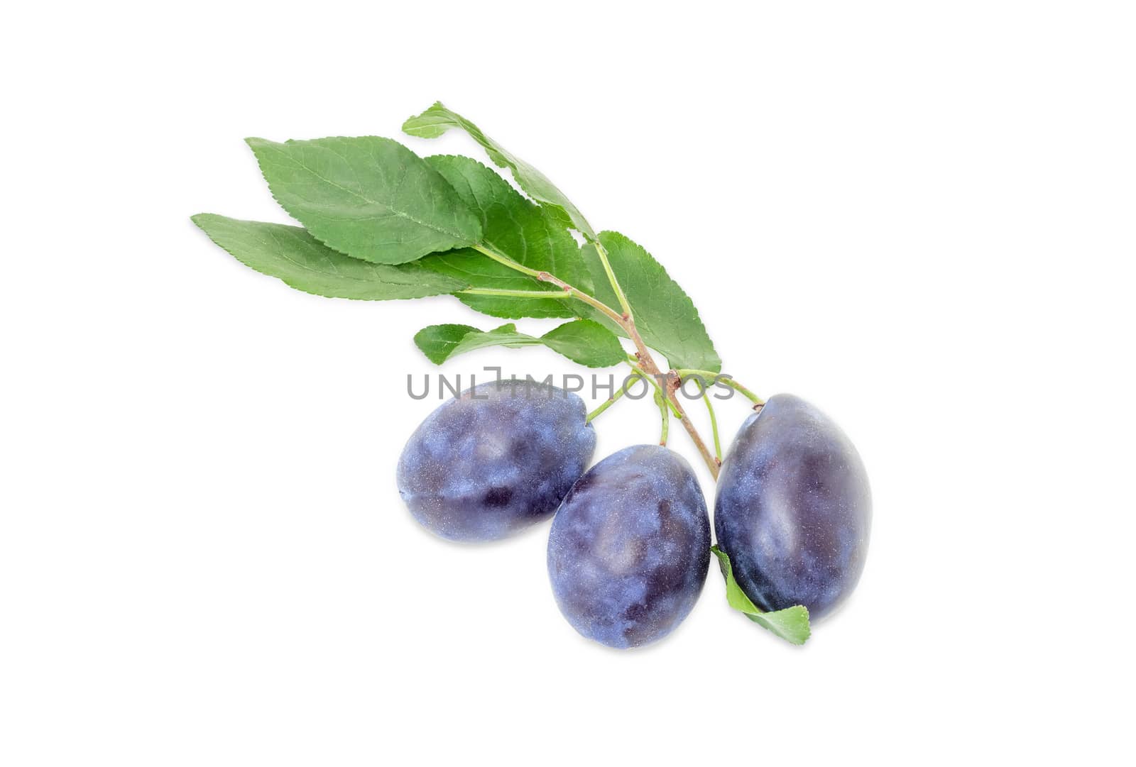 Several ripe plums on a branch with leaves closeup on a white background
