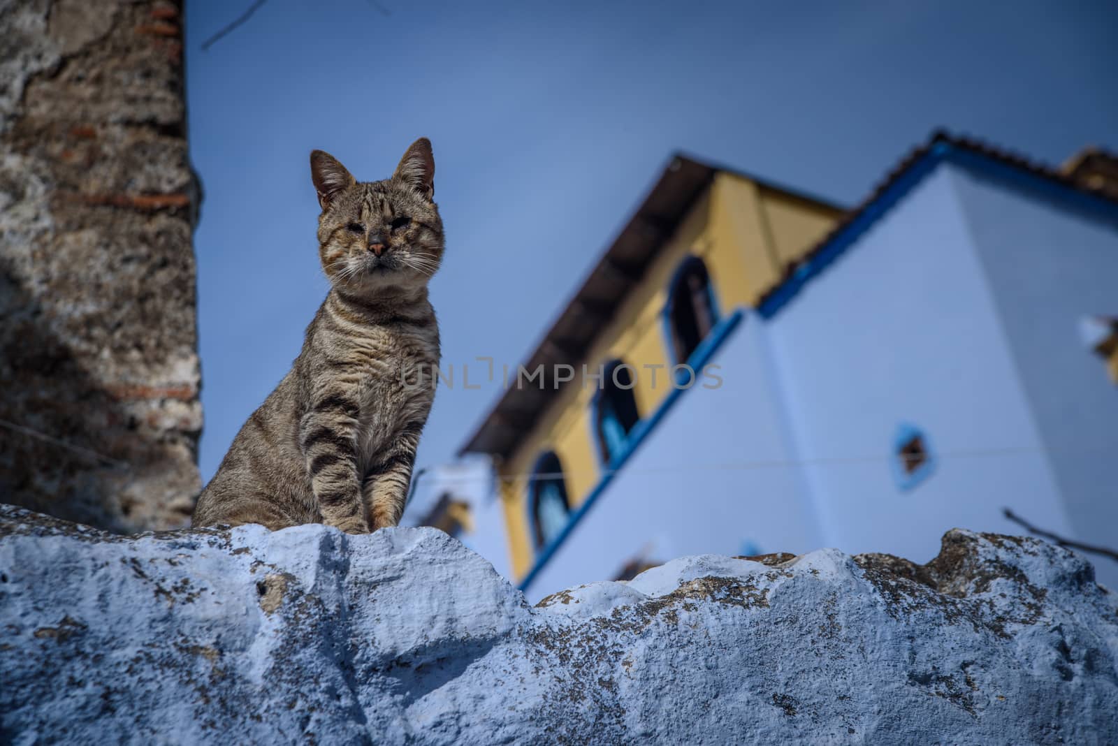 Cat in Chefchaouen, the blue city in the Morocco. by johnnychaos