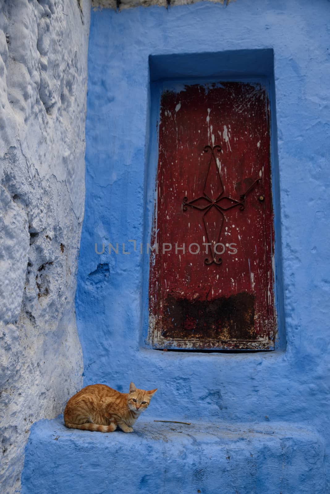 Cat in Chefchaouen, the blue city in the Morocco. by johnnychaos