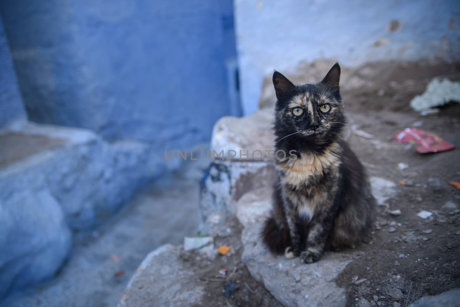 Cat in Chefchaouen, the blue city in the Morocco. by johnnychaos