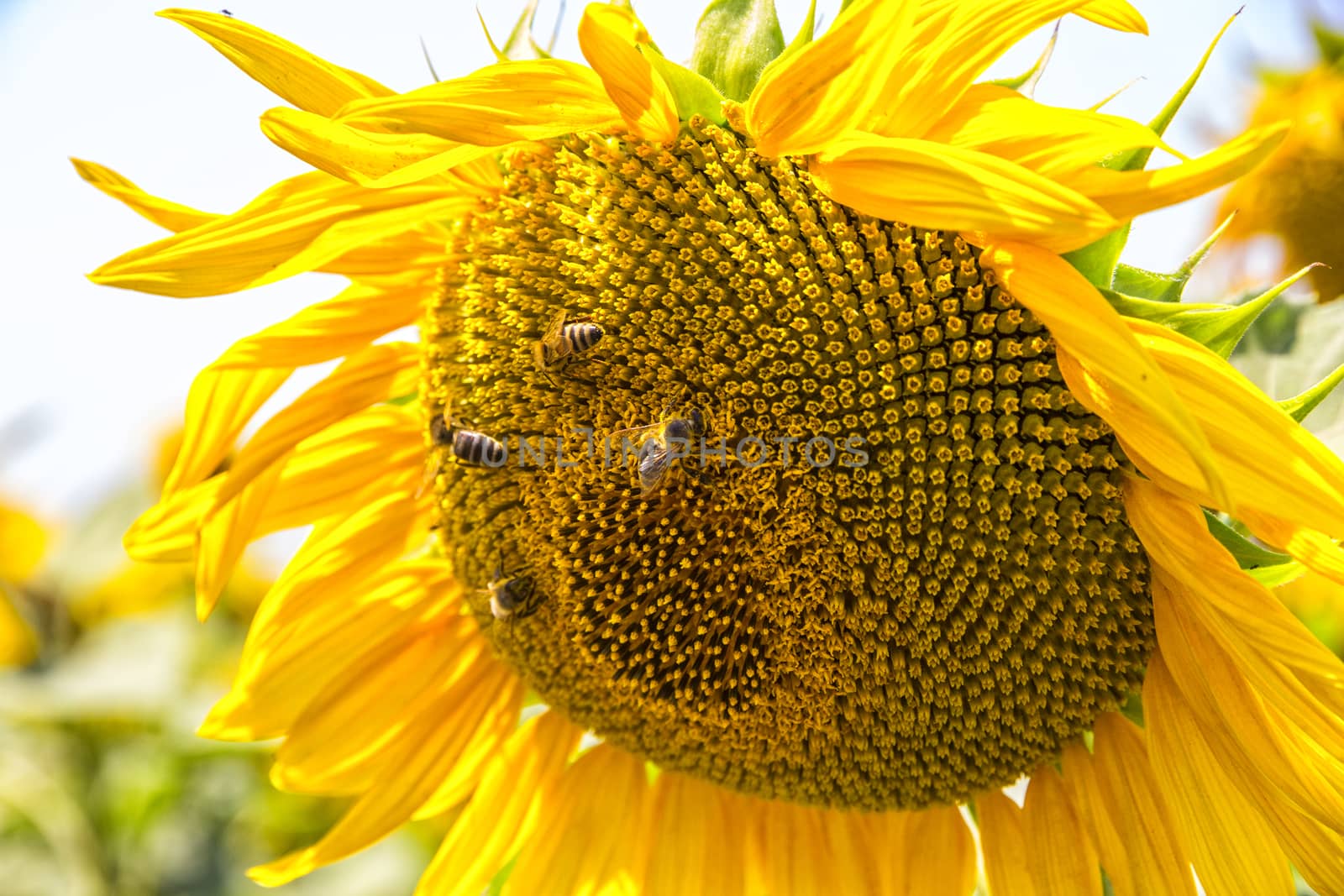 beautiful Sunflower by EdVal