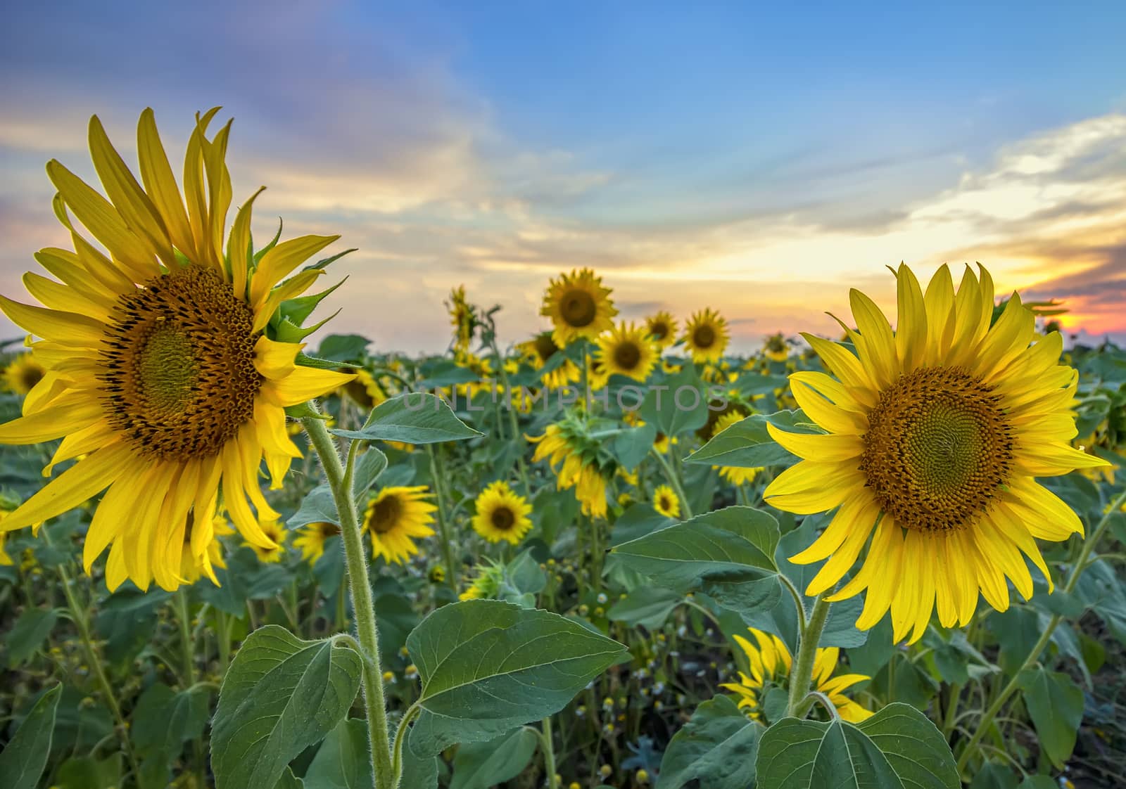 blooming sunflowers by EdVal