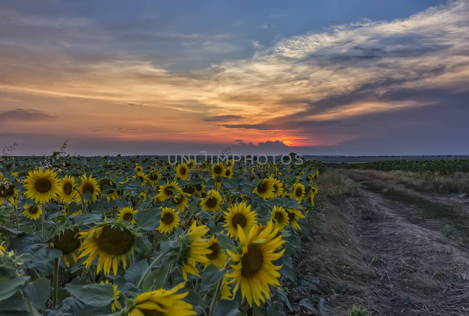Summer landscape with field of sunflowers and dirt road. Rural landscape of empty road near sunflower field at sunset