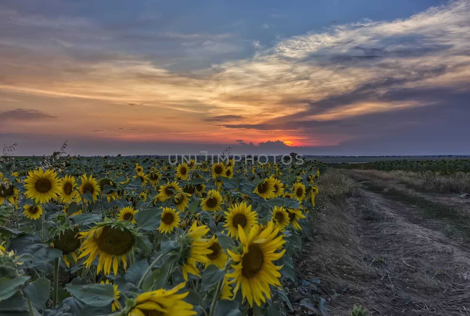 field at sunset by EdVal