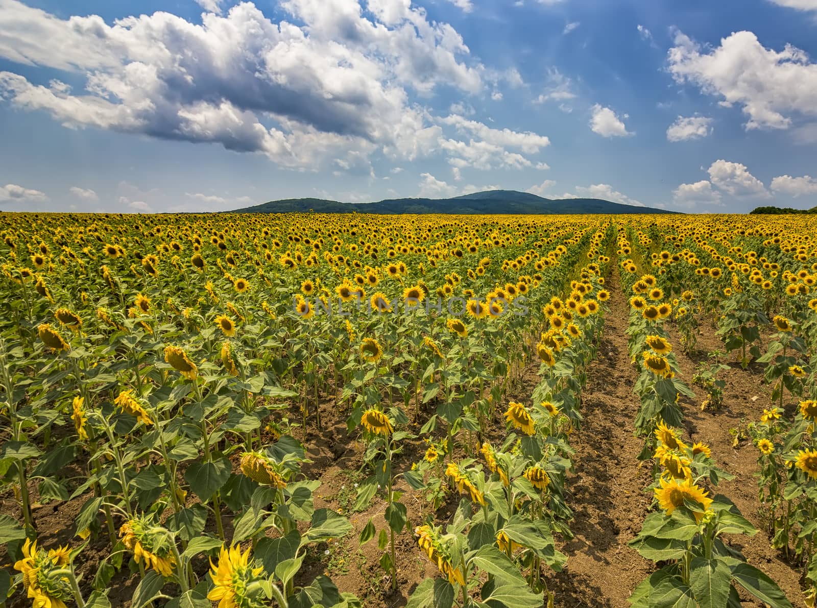 beauty lines of sunflower field over cloudy blue sky