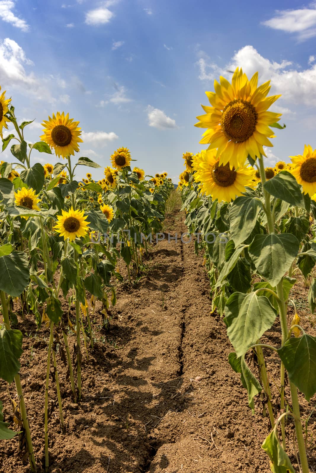 sunflower field , between the lines at cloudy blue sky