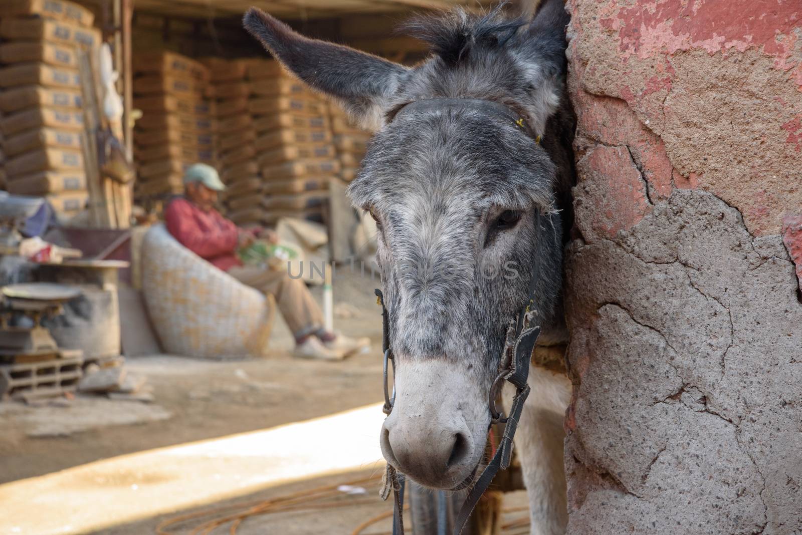 Donkey on the street in Marrakesh, Morocco