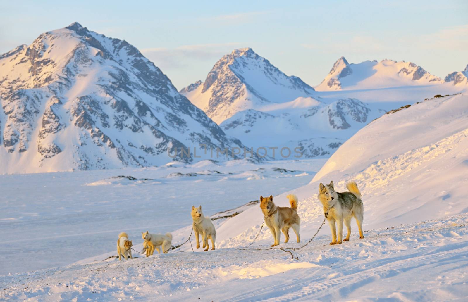 Dog sledging  in cold snowy winter in Greenland