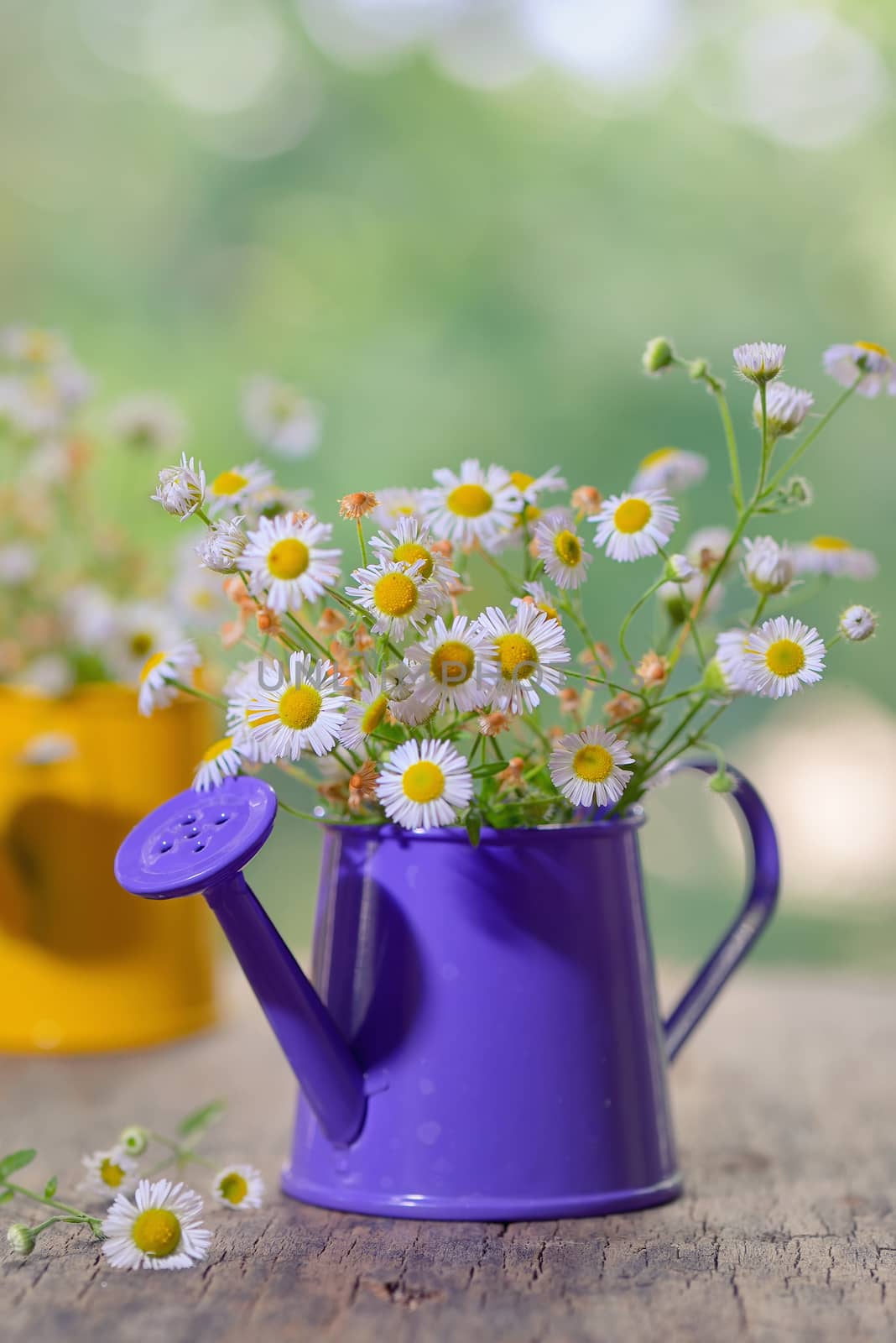 Marguerite Daisy Flowers in small bucket