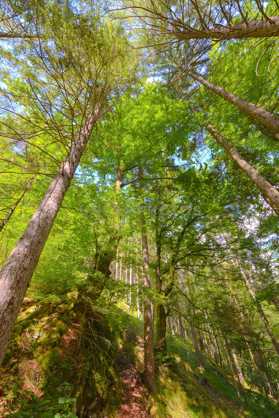 Trees in a forest from below, low angle perspective by asafaric