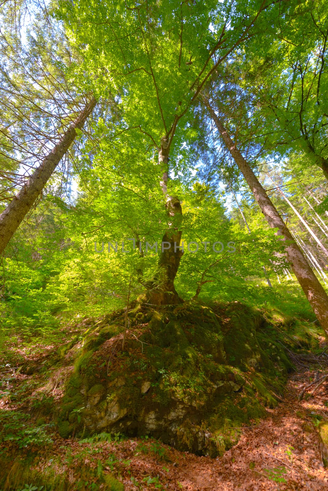 Trees in a forest from below, low angle perspective, wide angle lens