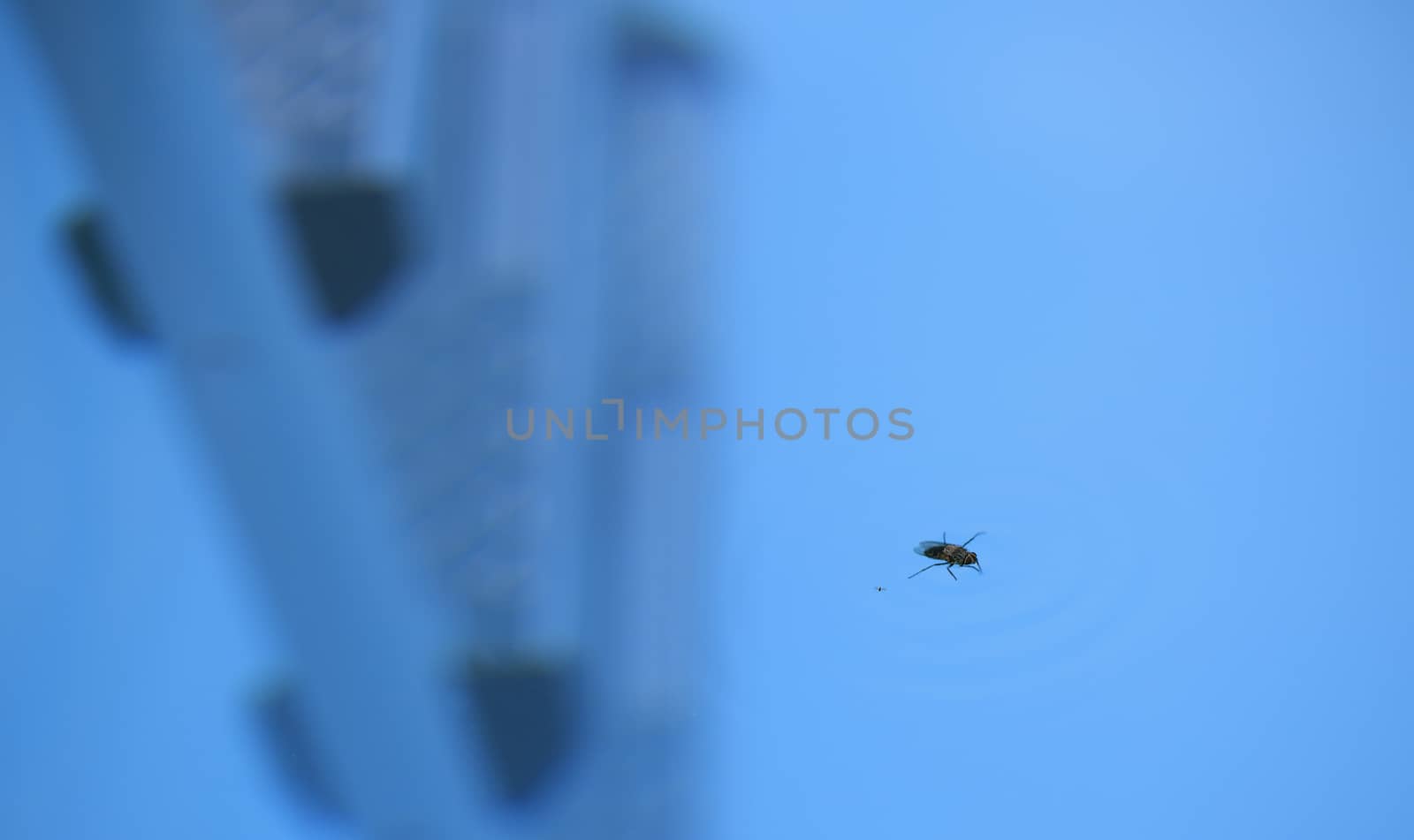 insect death in a swimming pool