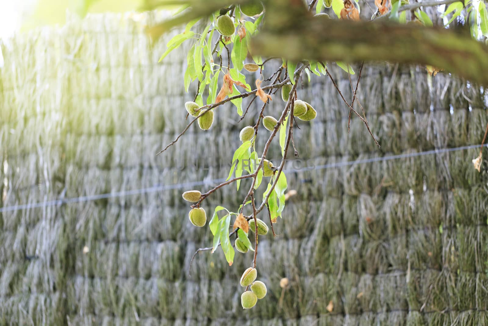 Tree  of almonds with its skin