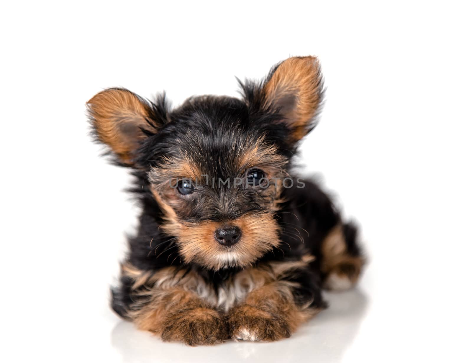 Puppy Yorkshire Terrier on a light background