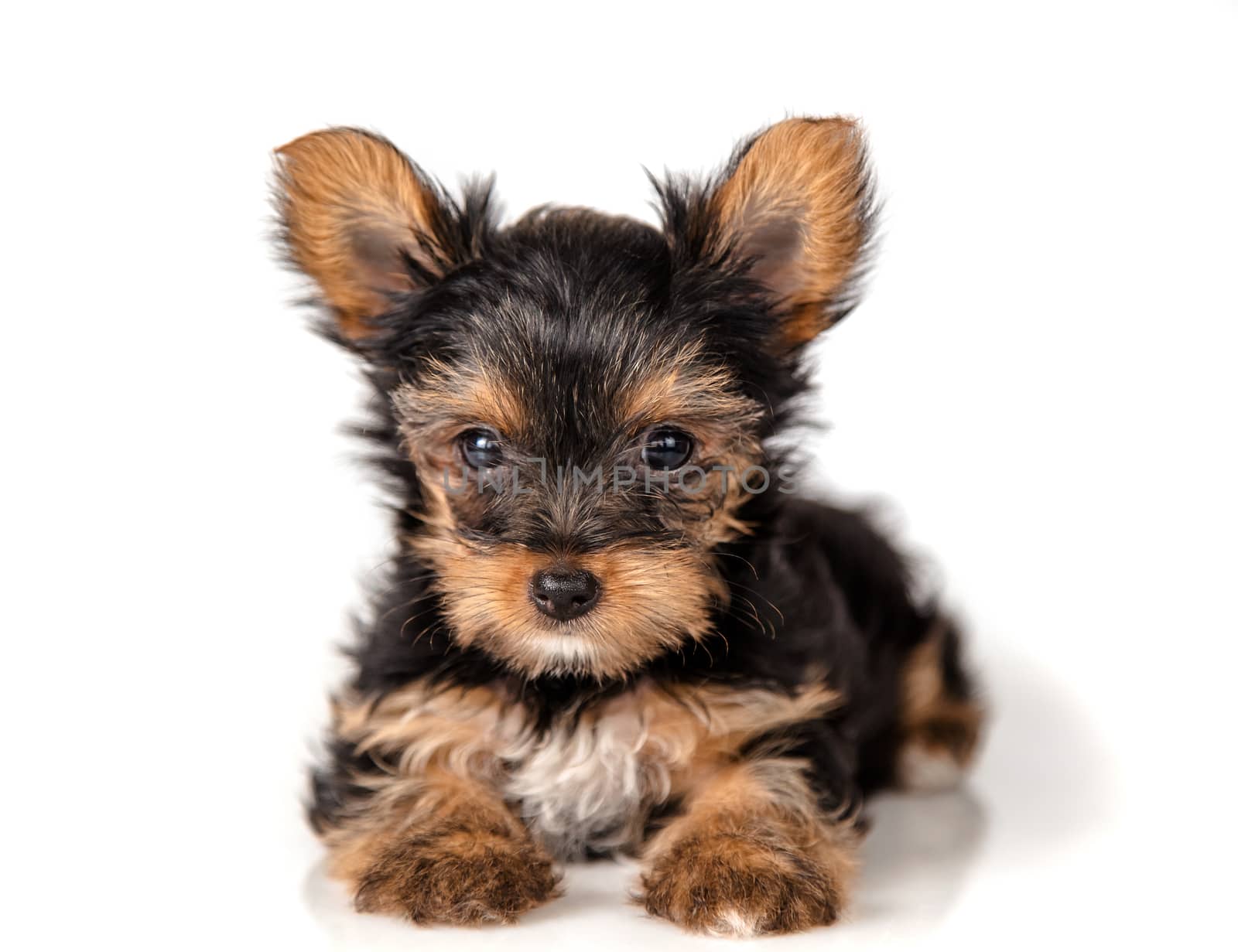 Yorkshire terrier puppy by ires007