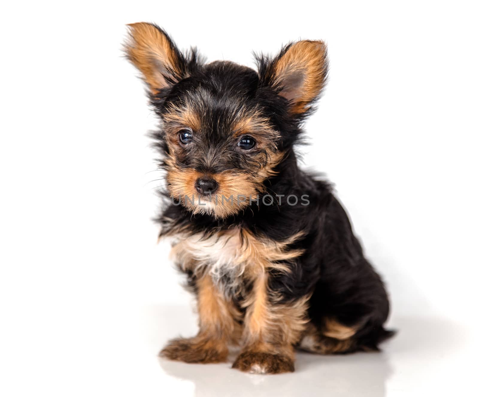 Puppy Yorkshire Terrier on a light background