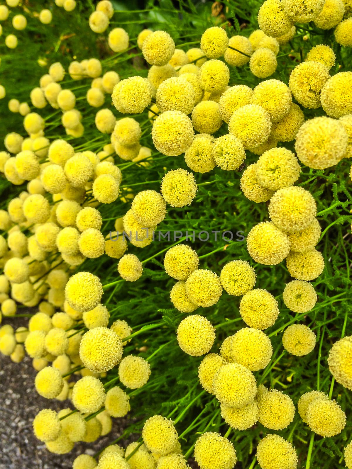 Yellow flowers: Common Tansy (bitter buttons, cow bitter, or golden buttons) with blurred background