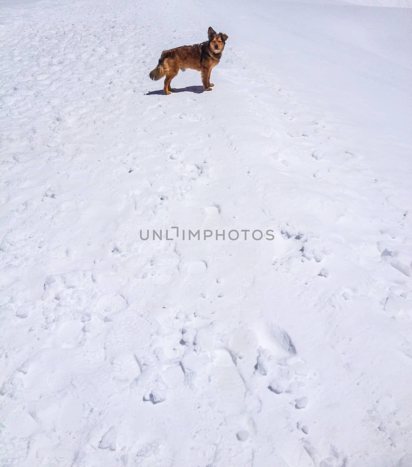 a dog in the snow is looking back