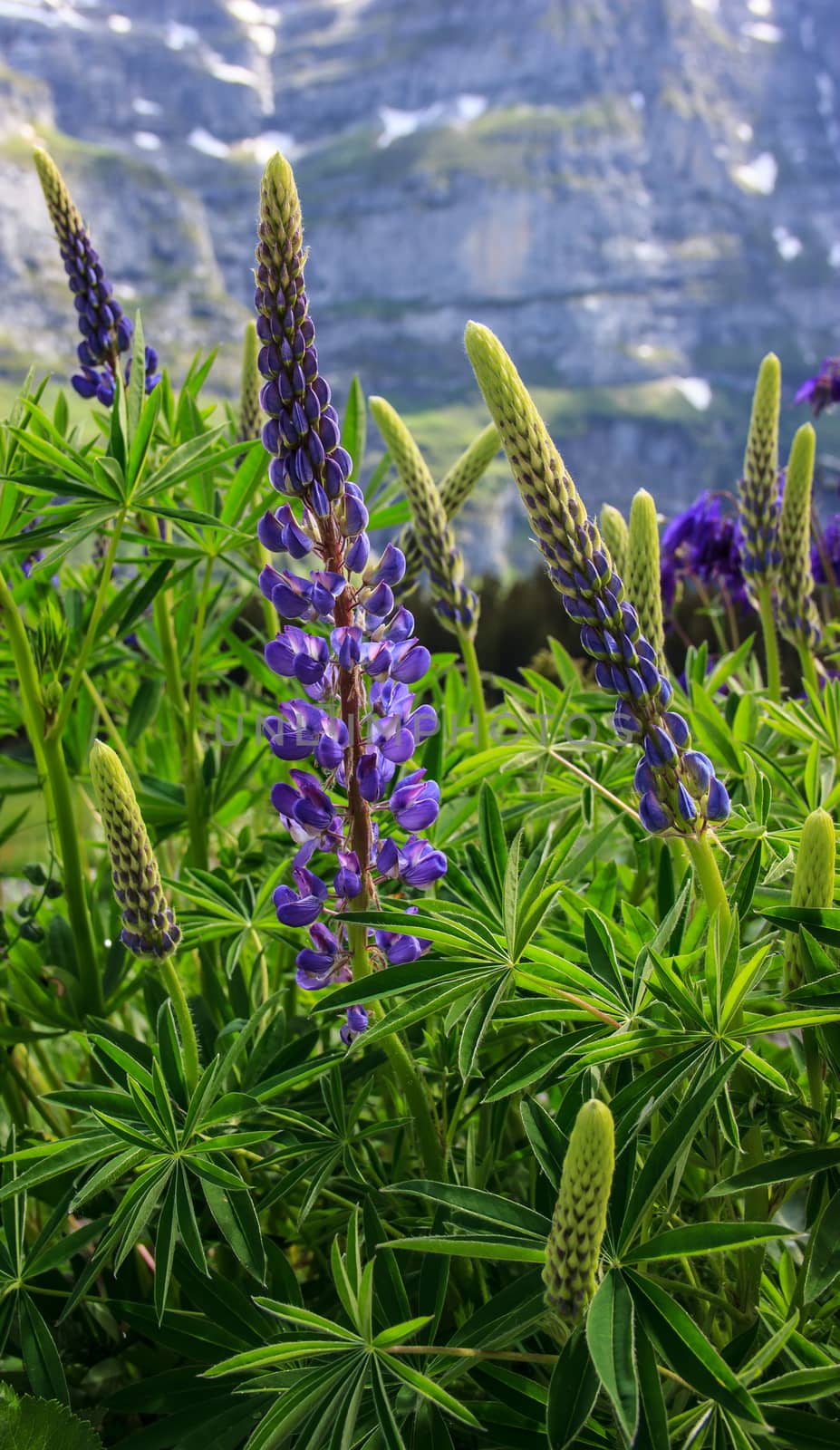 Wildflower: Lupinus, lupin, lupine field with pink purple and blue flowers with european alps as a background.