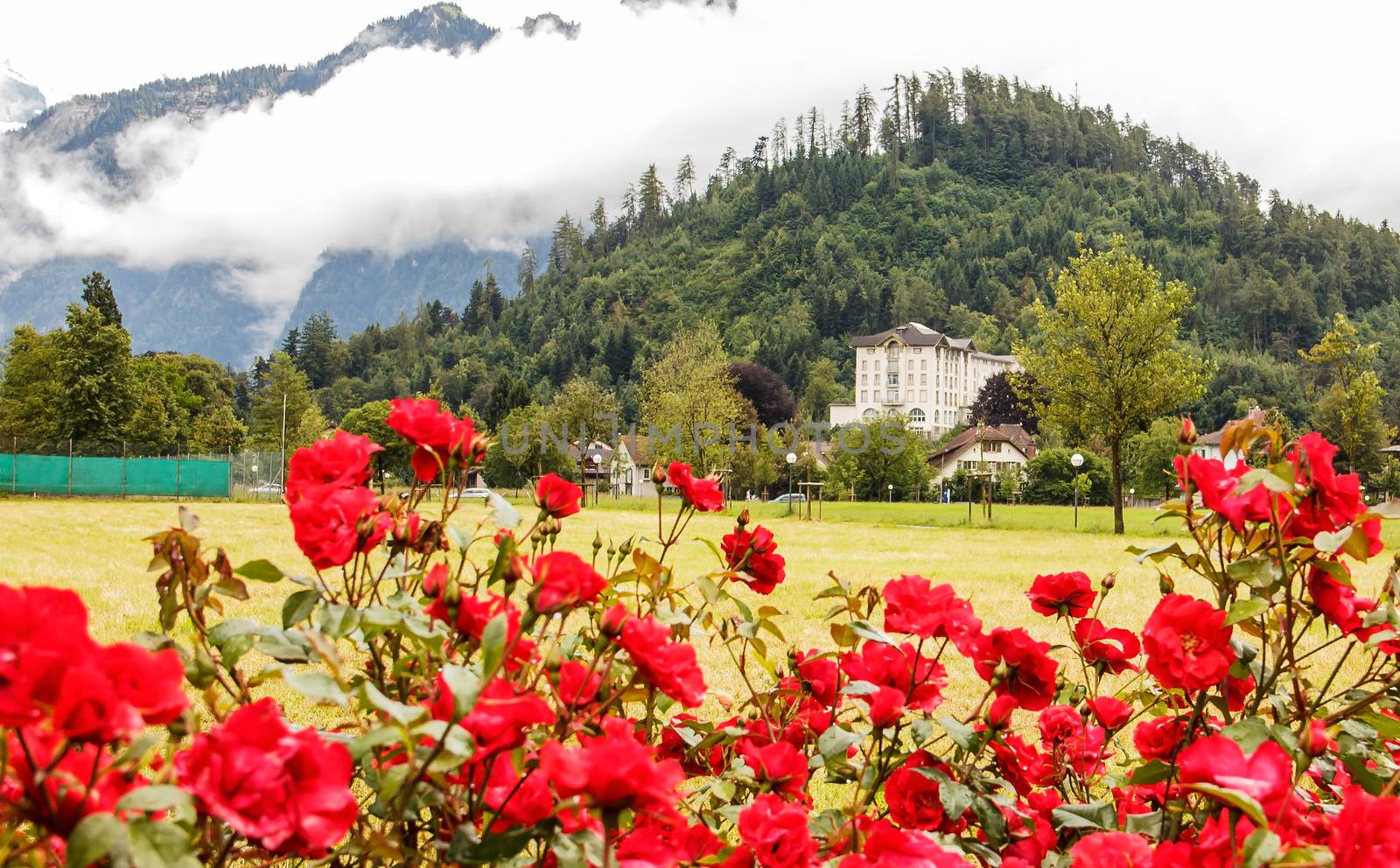 A rose garden in an open field in Interlaken with a view of hotel, house and mountains covered by clouds as a background by victorflowerfly