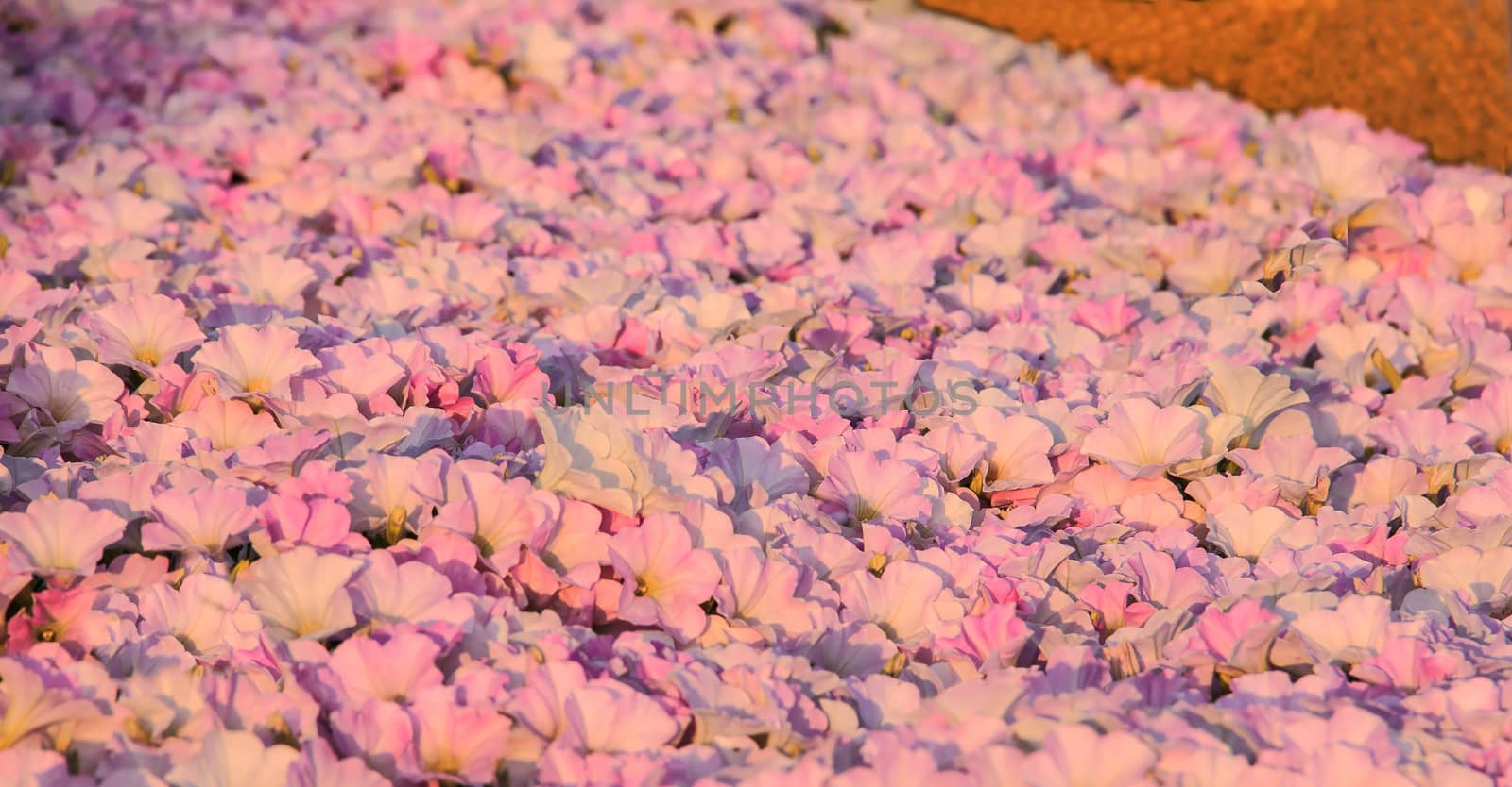 Pink Purple Morning Glory Flowers, Convolvulus, Pattern Abstract Background