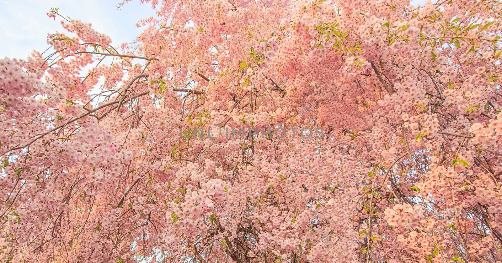Beautiful pink cherry blossom flowers tree during the spring season in Japan