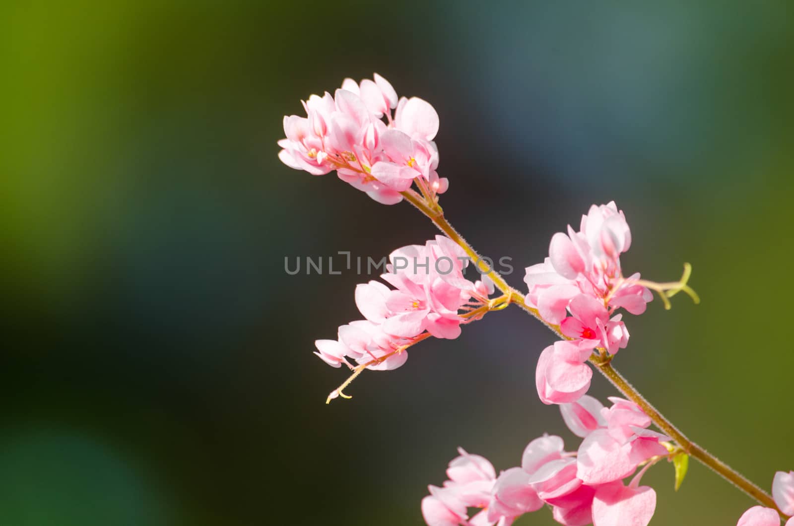 confederate vine , coral vine, mexican coral vine mexican creeper, queen;s jewels, queen's wreath is plan of polygonaceae ,is aperennial that is native to mexico ,is a vien with pink or white flower