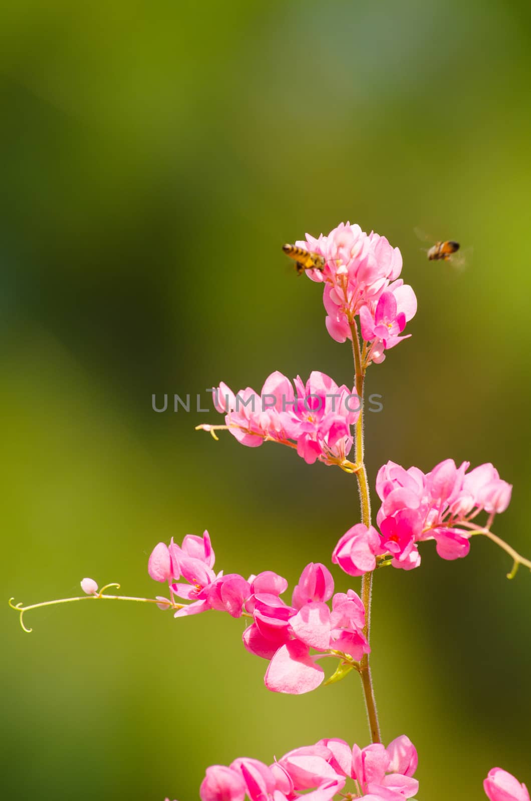 confederate vine , coral vine, mexican coral vine mexican creeper, queen;s jewels, queen's wreath is plan of polygonaceae ,is aperennial that is native to mexico ,is a vien with pink or white flower