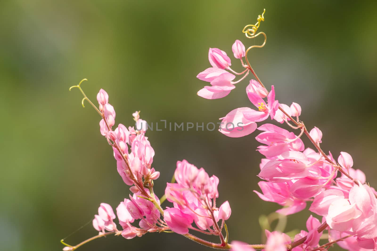 confederate vine , coral vine, mexican coral vine mexican creeper, queen;s jewels, queen's wreath is plan of polygonaceae ,is aperennial that is native to mexico ,is a vien with pink or white flower