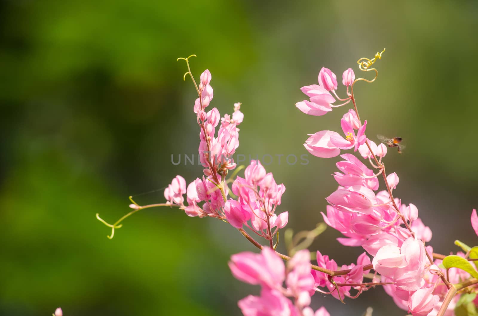 confederate vine , coral vine, mexican coral vine mexican creeper, queen;s jewels, queen's wreath is plan of polygonaceae ,is aperennial that is native to mexico ,is a vien with pink or white flower
