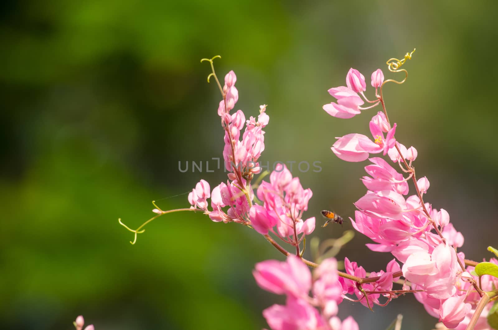 confederate vine , coral vine, mexican coral vine mexican creeper, queen;s jewels, queen's wreath is plan of polygonaceae ,is aperennial that is native to mexico ,is a vien with pink or white flower