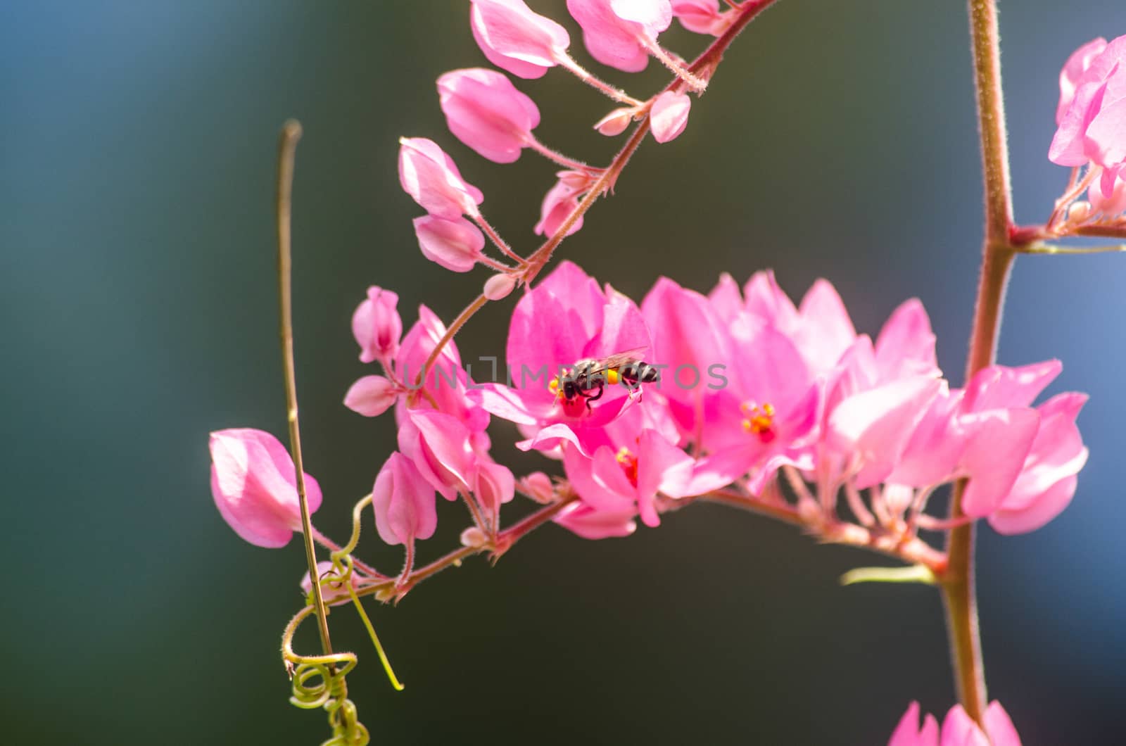 confederate vine , coral vine, mexican coral vine mexican creeper, queen;s jewels, queen's wreath is plan of polygonaceae ,is aperennial that is native to mexico ,is a vien with pink or white flower