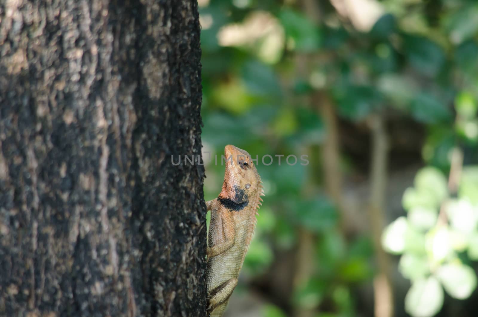 single orange spiny lizard sitting on the tree