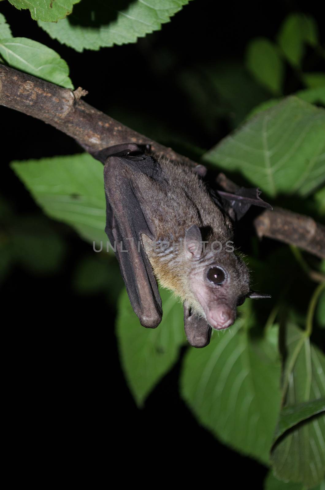common dawn-bat  is catching on the tree hanging on the ceiling period midday