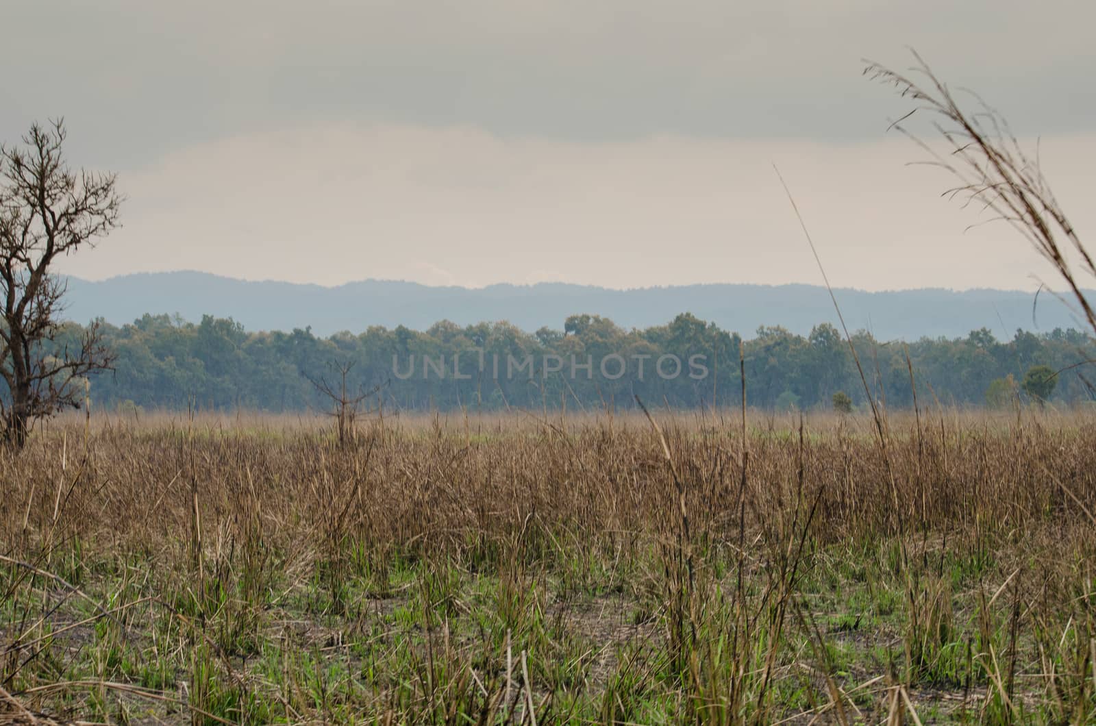 perfect forest in chit wan nationpark , is have tree , animal , stream , fresh air for people ,beautiful forest and blue sky