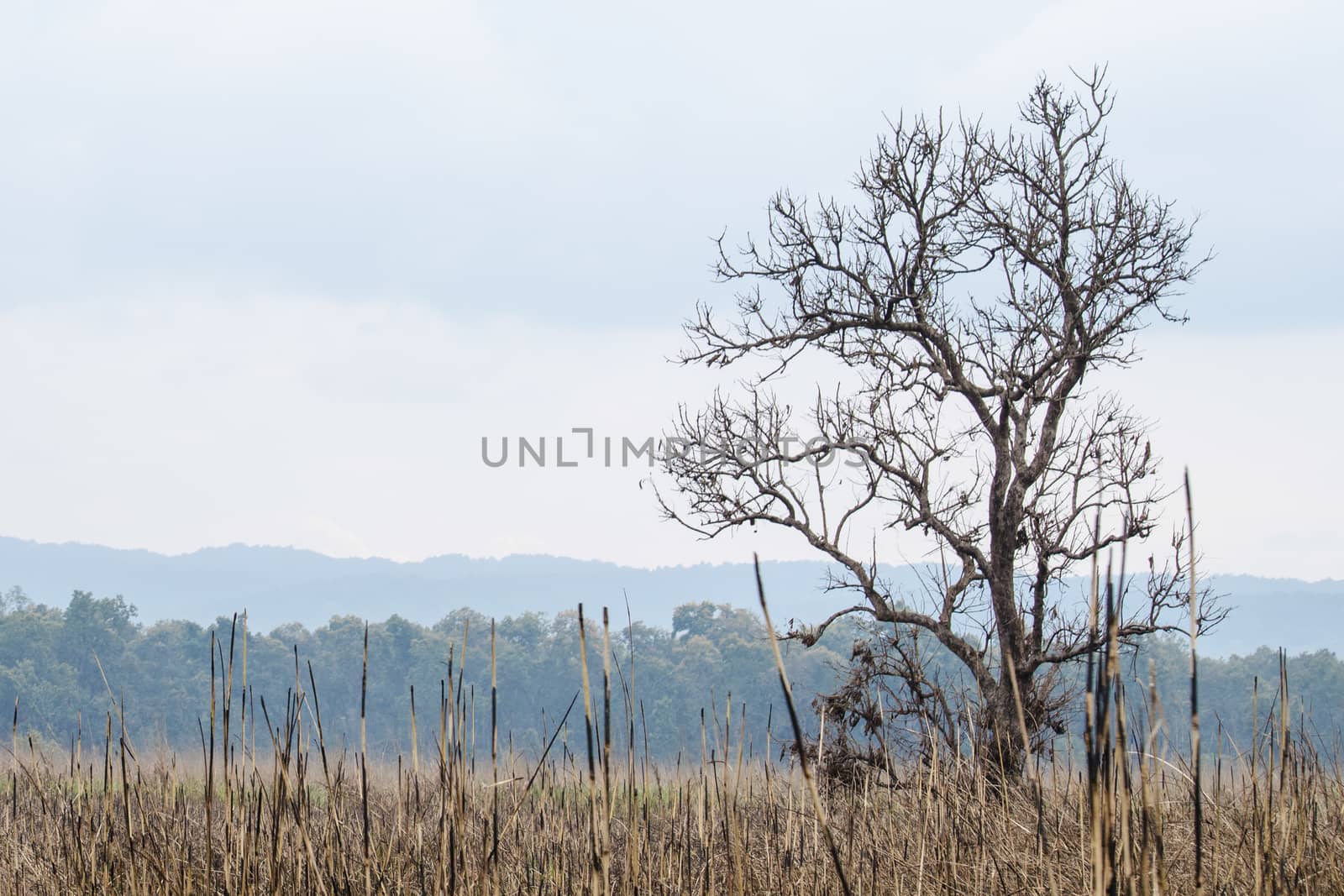 perfect forest in chit wan nationpark , is have tree , animal , stream , fresh air for people ,beautiful forest and blue sky