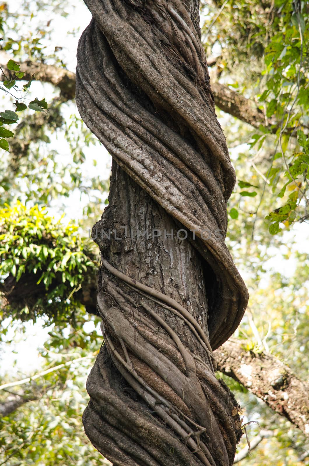 perfect forest in chit wan nationpark , is have tree , animal , stream , fresh air for people ,beautiful forest and blue sky