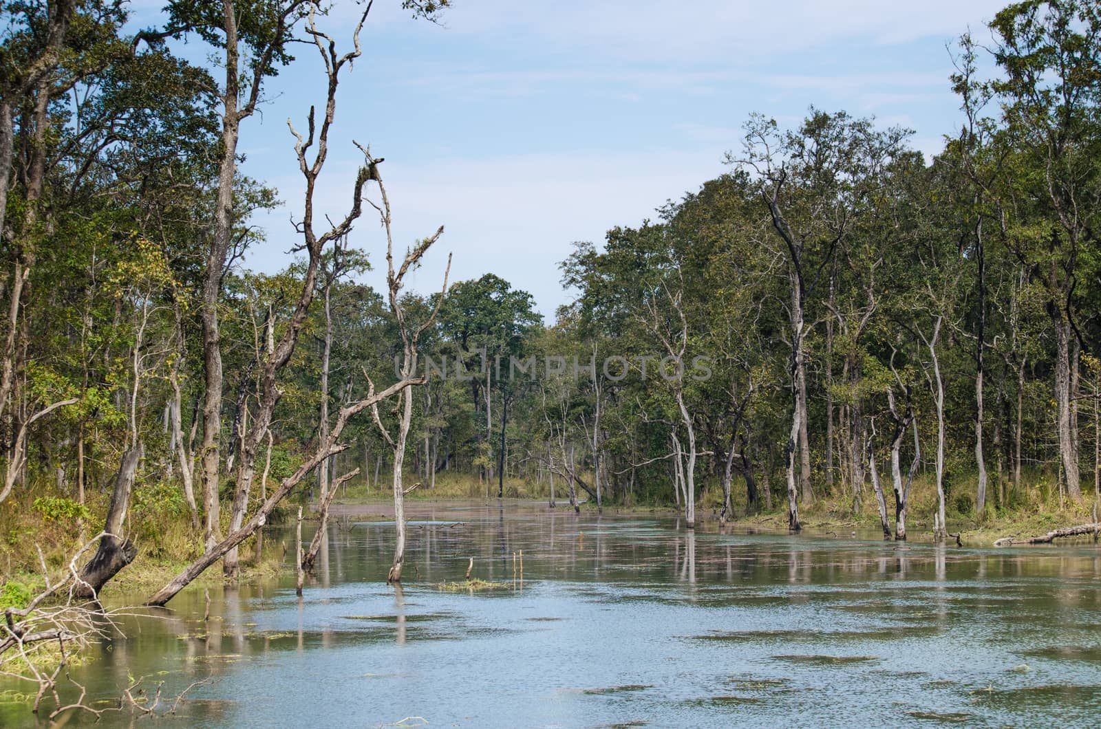 perfect forest in chit wan nationpark , is have tree , animal , stream , fresh air for people ,beautiful forest and blue sky