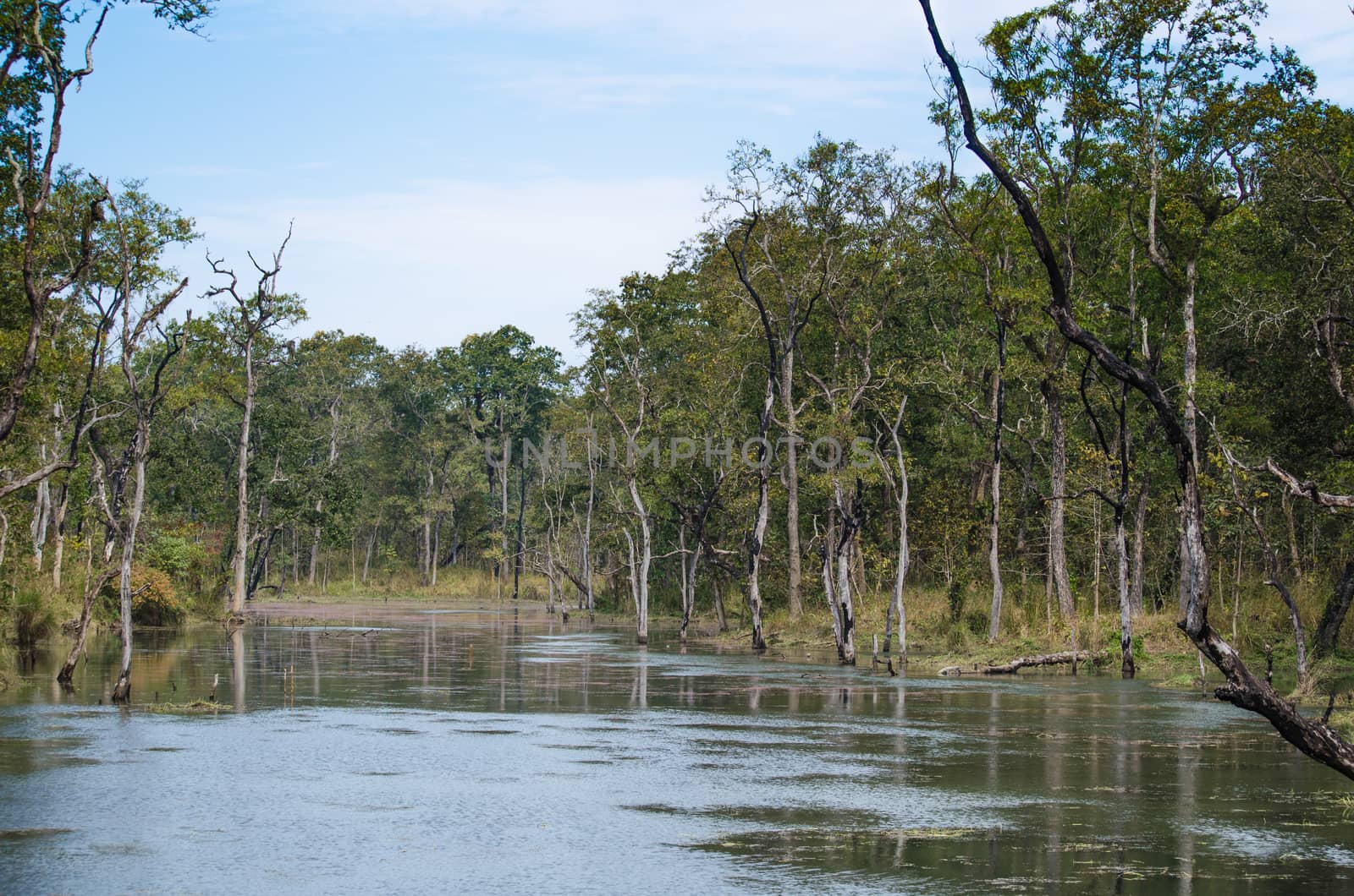 perfect forest in chit wan nationpark , is have tree , animal , stream , fresh air for people ,beautiful forest and blue sky