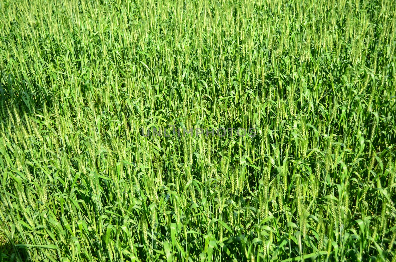 Oryza sativa is the plant species most commonly referred to in English as rice. Rice is known to come in a variety of colors, including: white rice, brown rice, black rice, 
purple rice, and red rice.