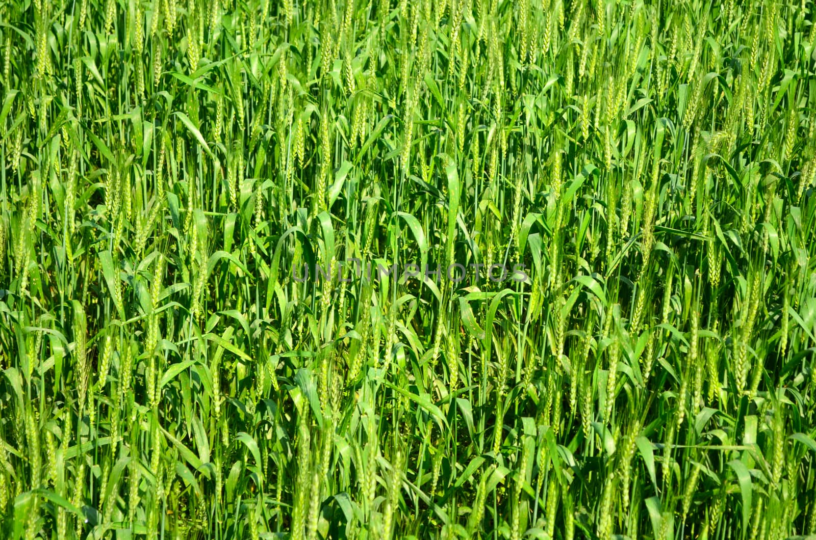 Oryza sativa is the plant species most commonly referred to in English as rice. Rice is known to come in a variety of colors, including: white rice, brown rice, black rice, 
purple rice, and red rice.