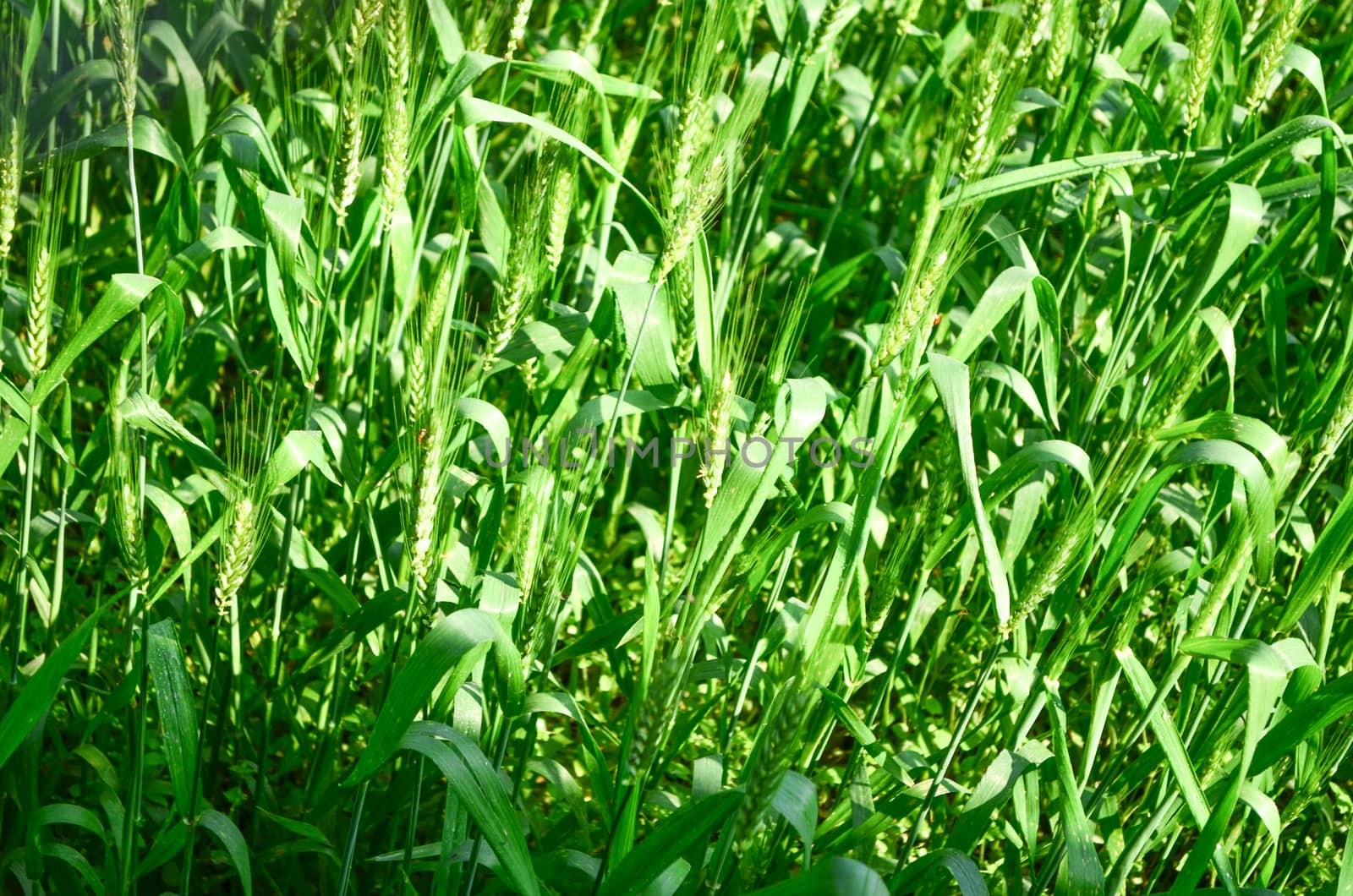 Oryza sativa is the plant species most commonly referred to in English as rice. Rice is known to come in a variety of colors, including: white rice, brown rice, black rice, 
purple rice, and red rice.