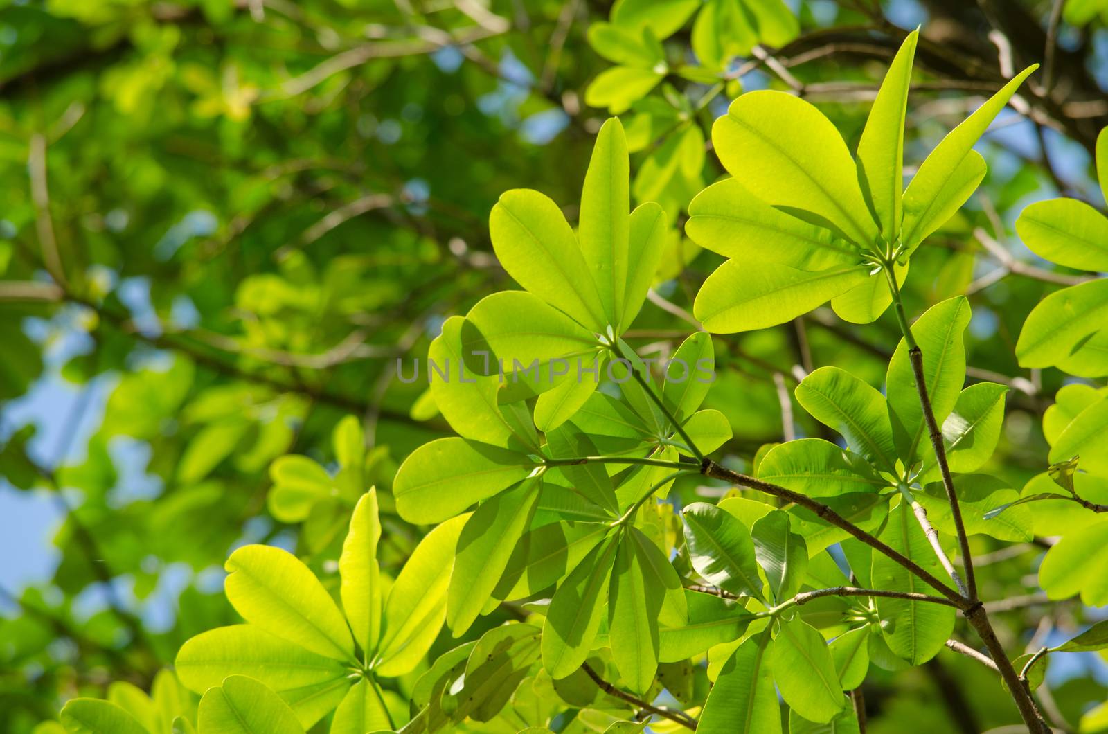 green leaf background in forest , have many species flora . background have many  colour in frame