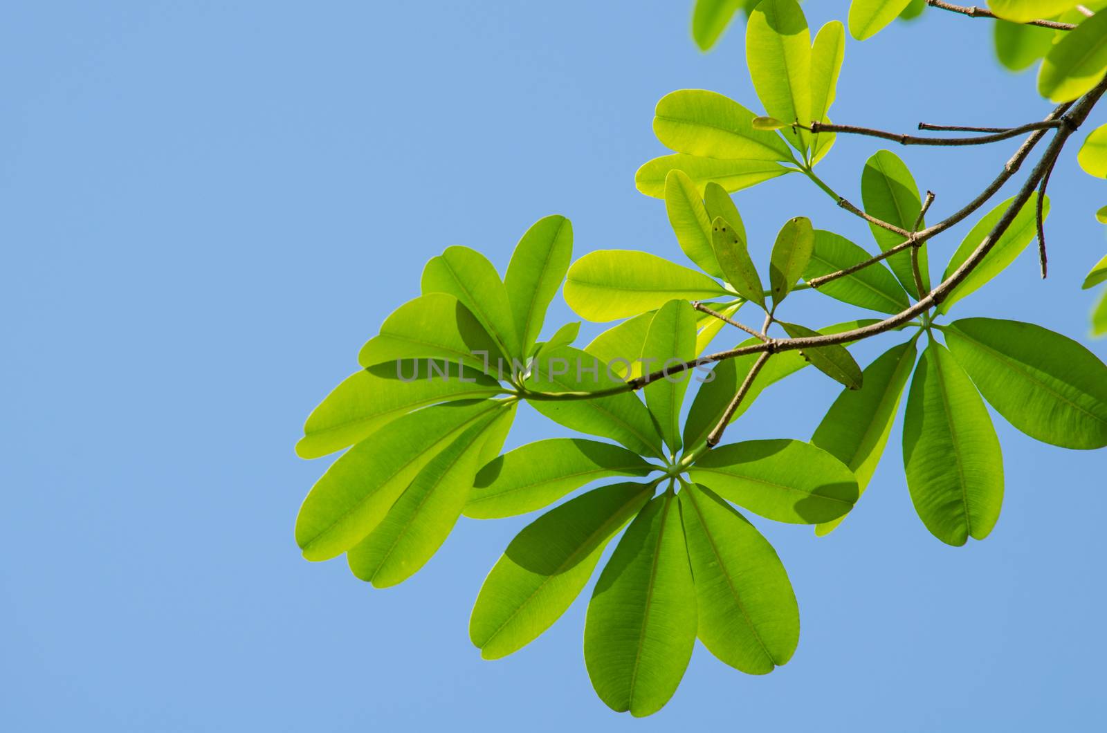green leaf background in forest , have many species flora . background have many  colour in frame
